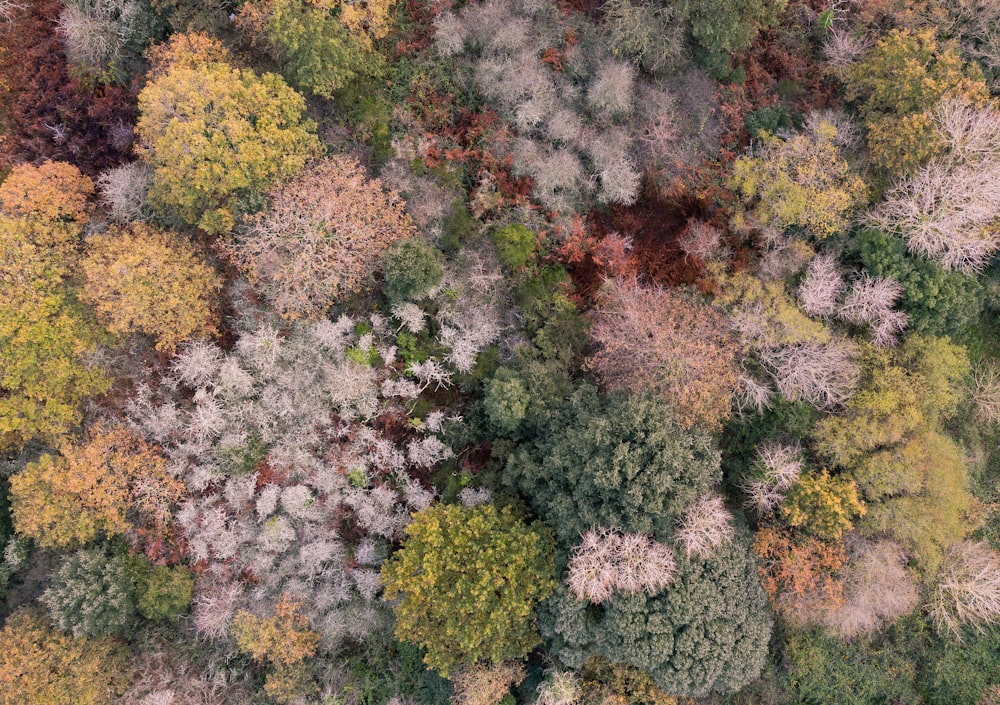 aerial view of forest