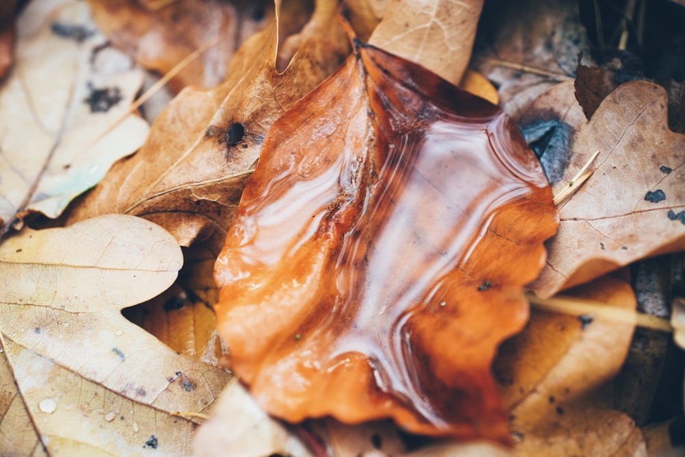 brown leaves