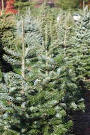 green pine trees