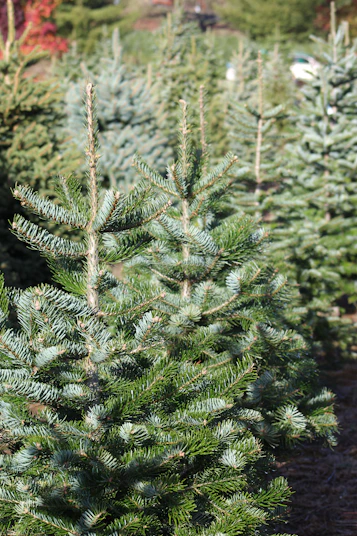 green pine trees