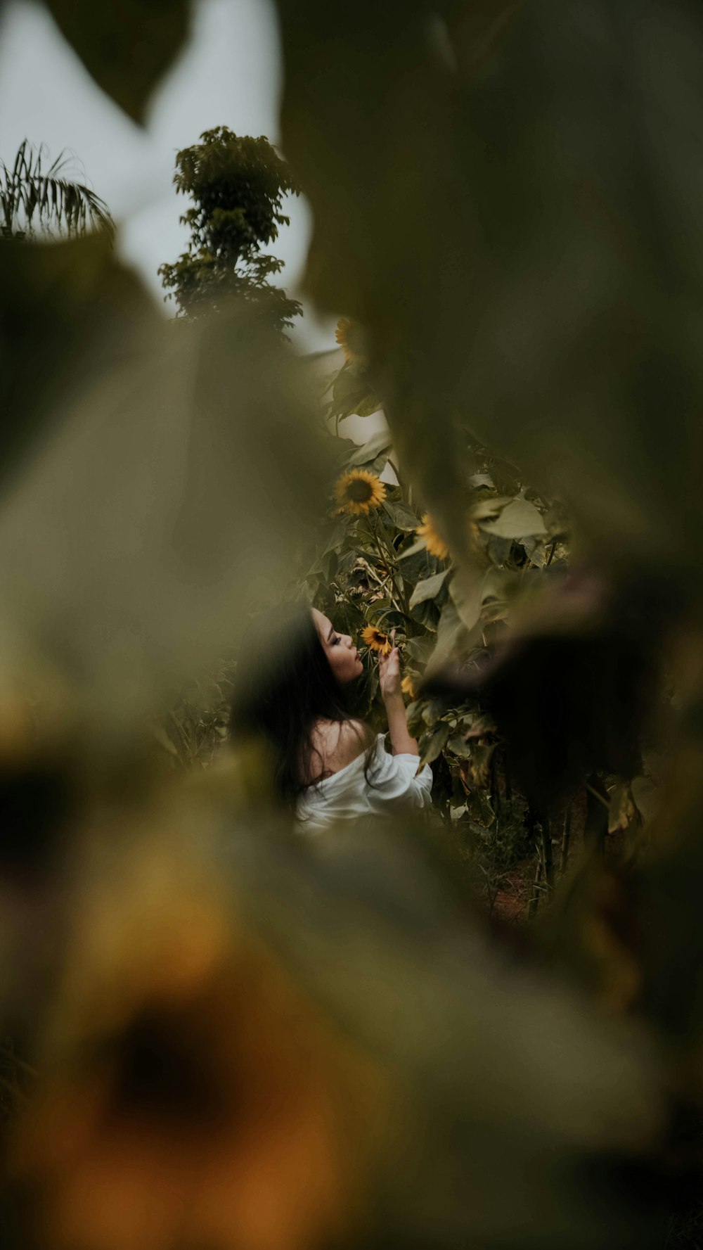 woman smelling sunflower during daytime