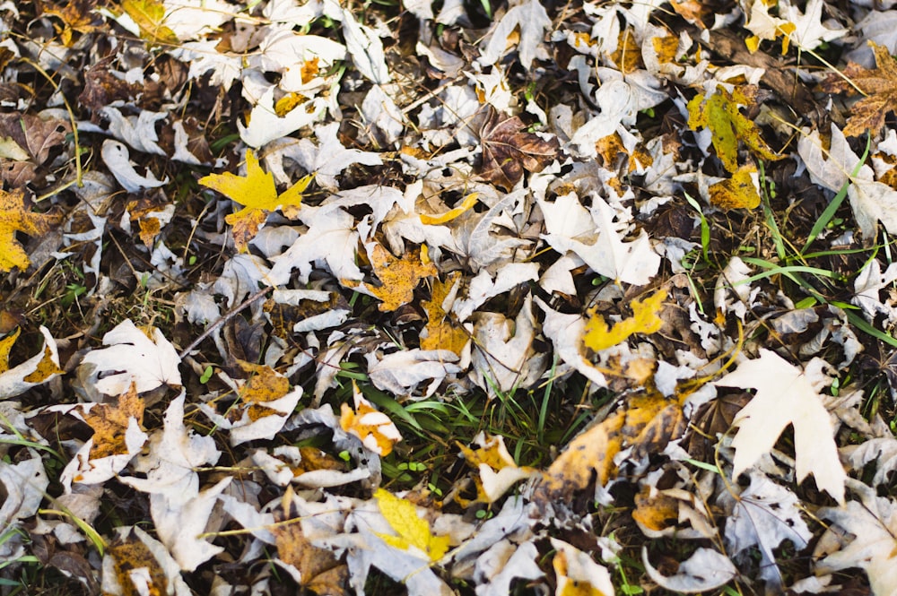 weiße und gelbe Blätter auf dem Boden