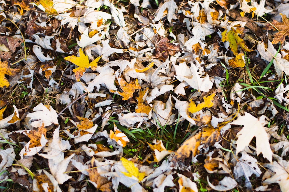 white and yellow leaves on ground