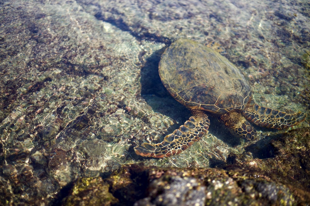 brown turtle on rock