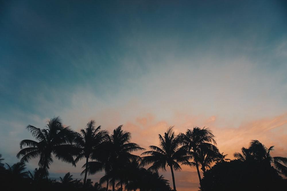 palm trees during golden hour