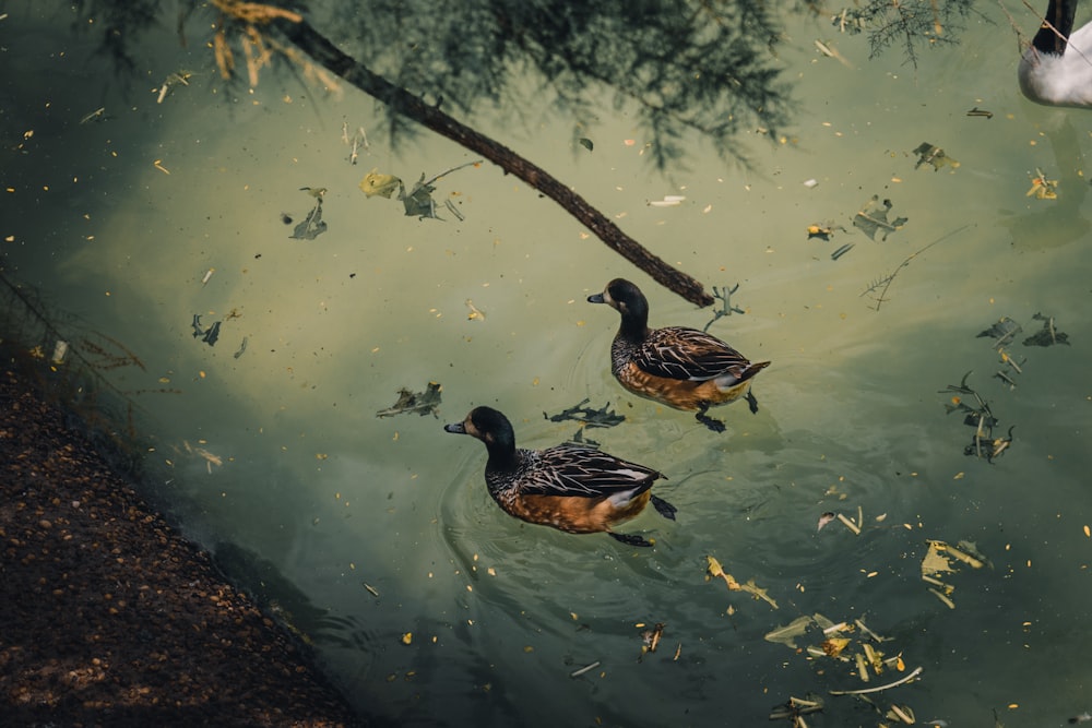 two black mallard ducks swimming above body of water