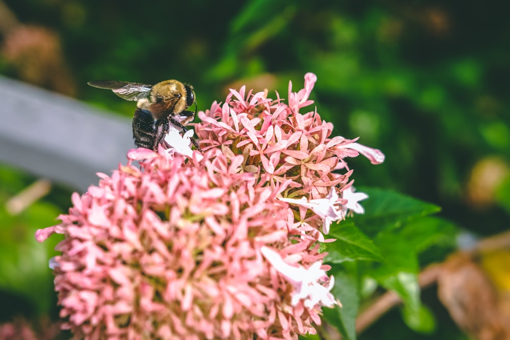 abeille sur fleur de jasmin indien