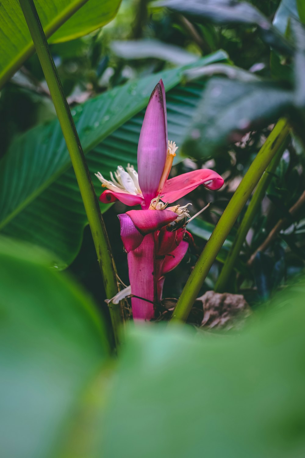 rosa und gelbe Blütenblätter