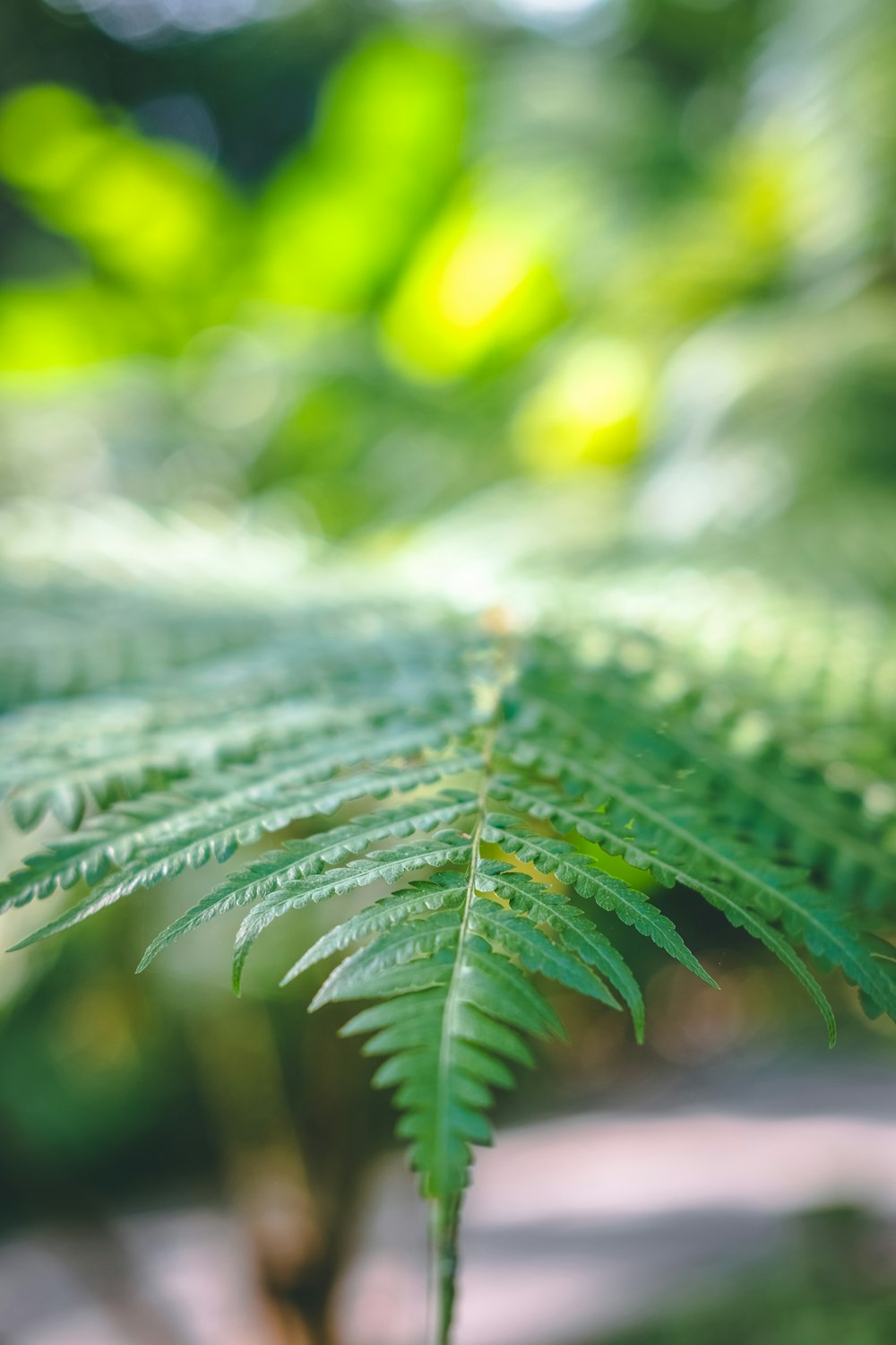 close-up leaf photo