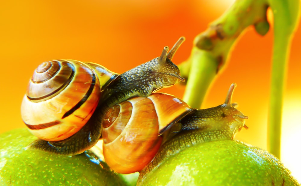 2つの茶色のカタツムリのクローズアップ写真