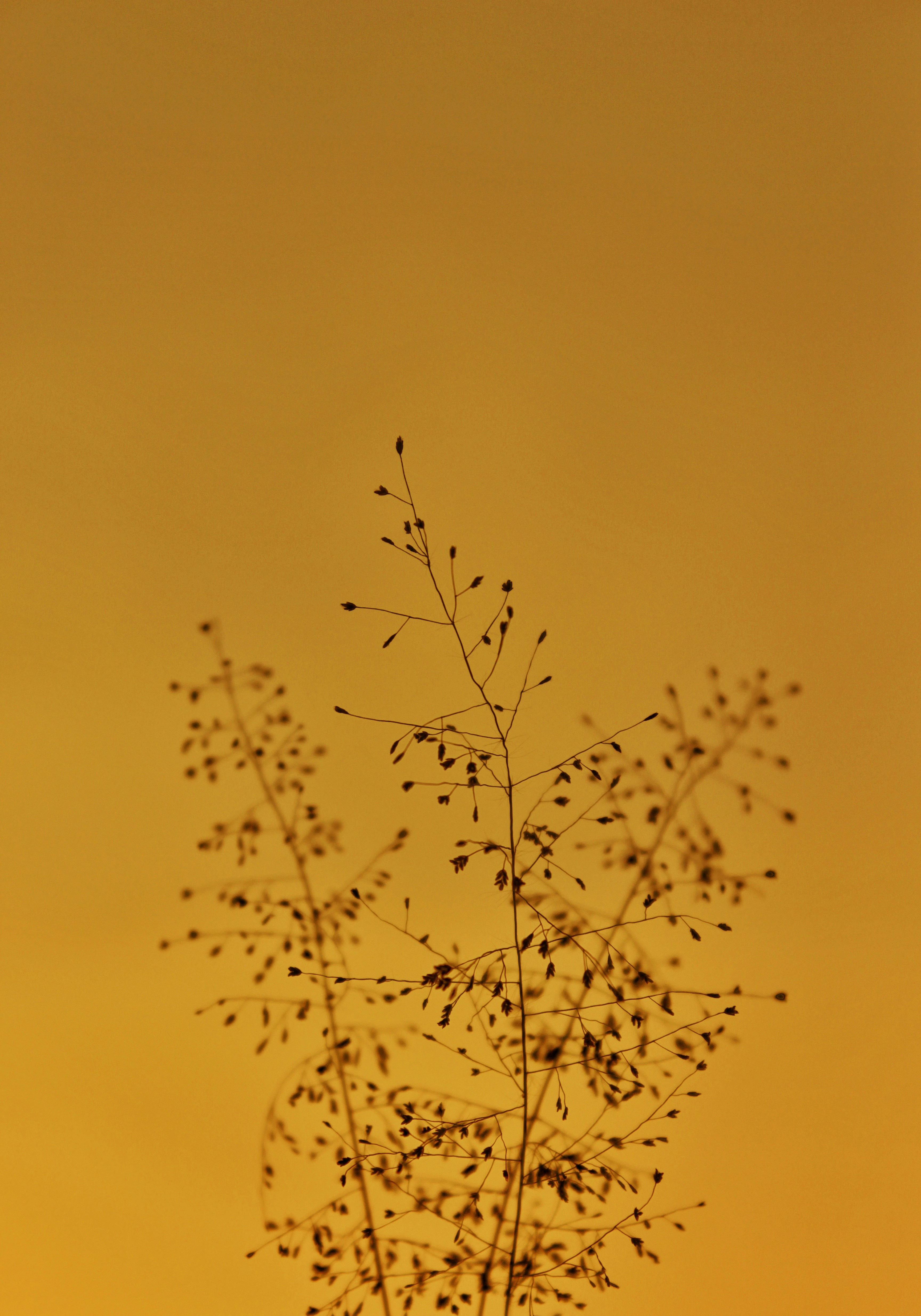 Photo by aniketh_kanukurthi