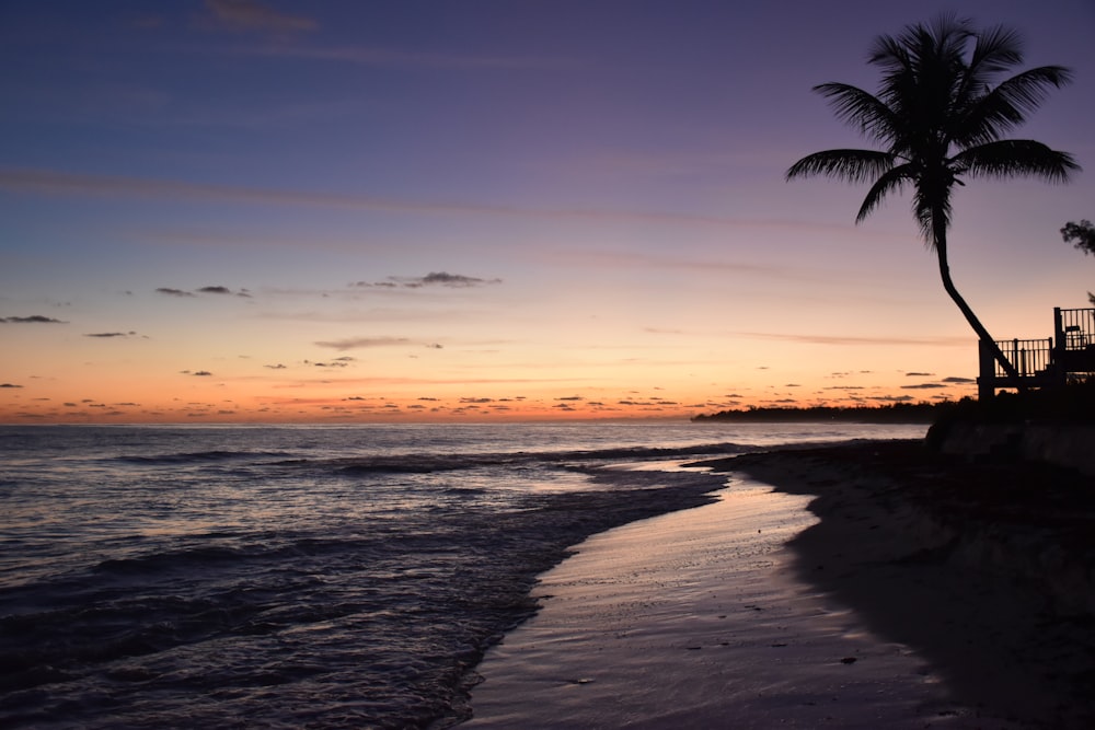 silhouette of coconut tree near seashore during golden hour