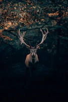 A majestic stag standing tall in a misty forest clearing, bathed in antique gold light.