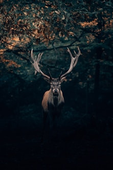 brown deer under tree