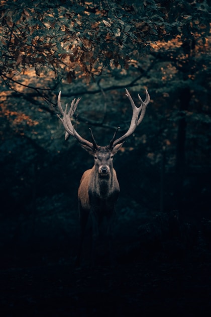 Hunter in a tree stand above a hardwood forest in early morning light watching a deer trail