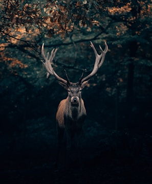 brown deer under tree