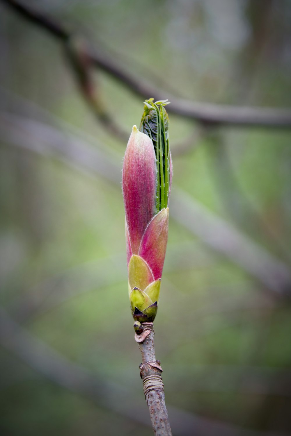 pink flower bud