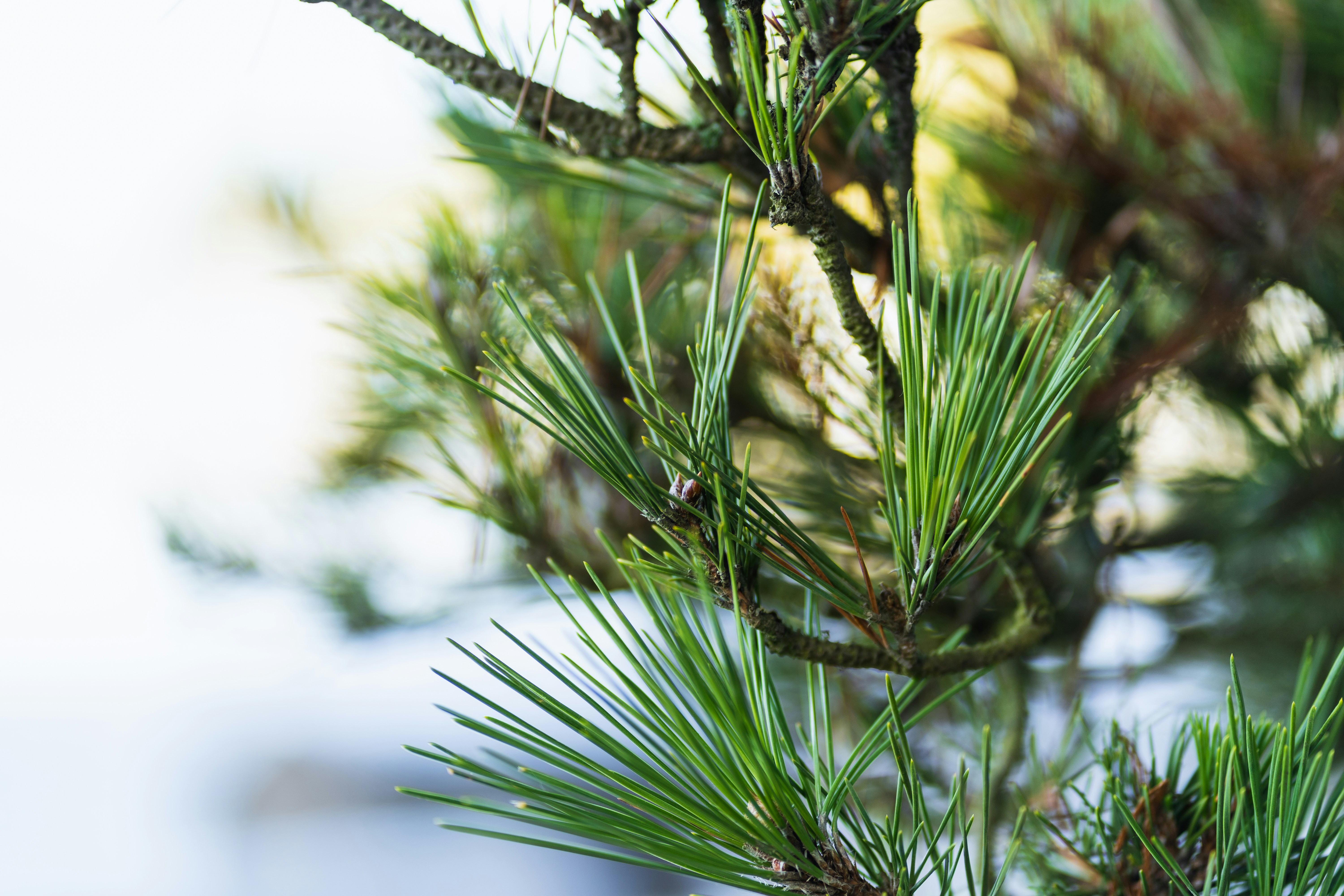 Photo by tomaswilliamsa