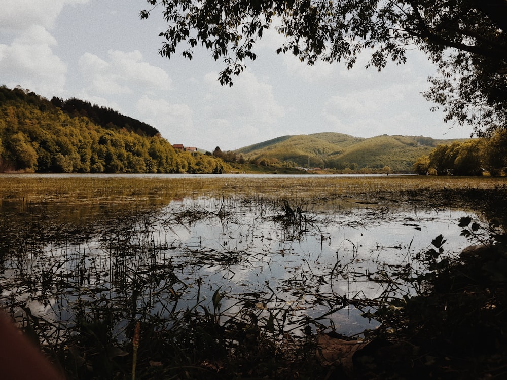 trees near body of water