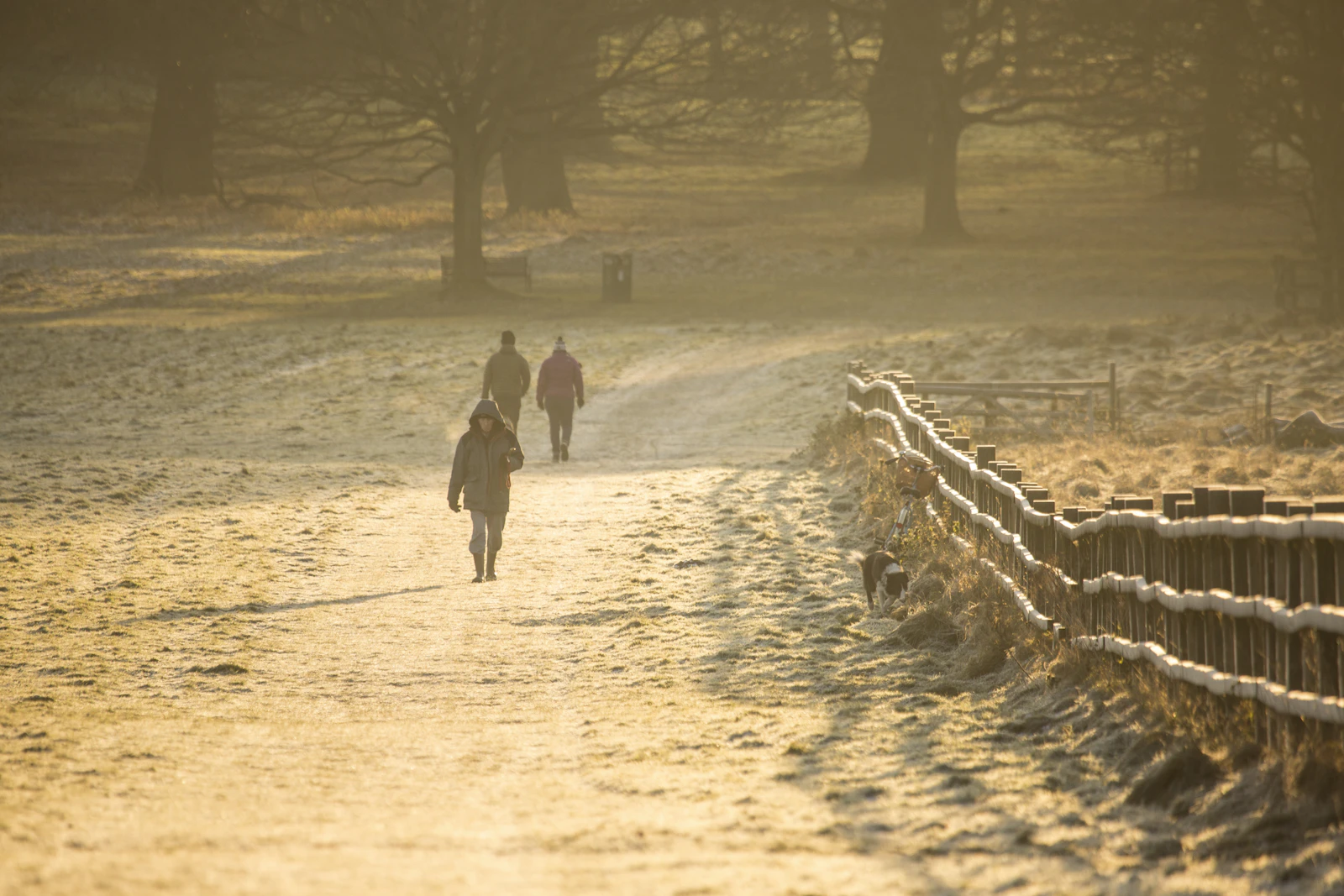 Promeneurs et un chien sur un chemin givré baigné de lumière dorée au petit matin