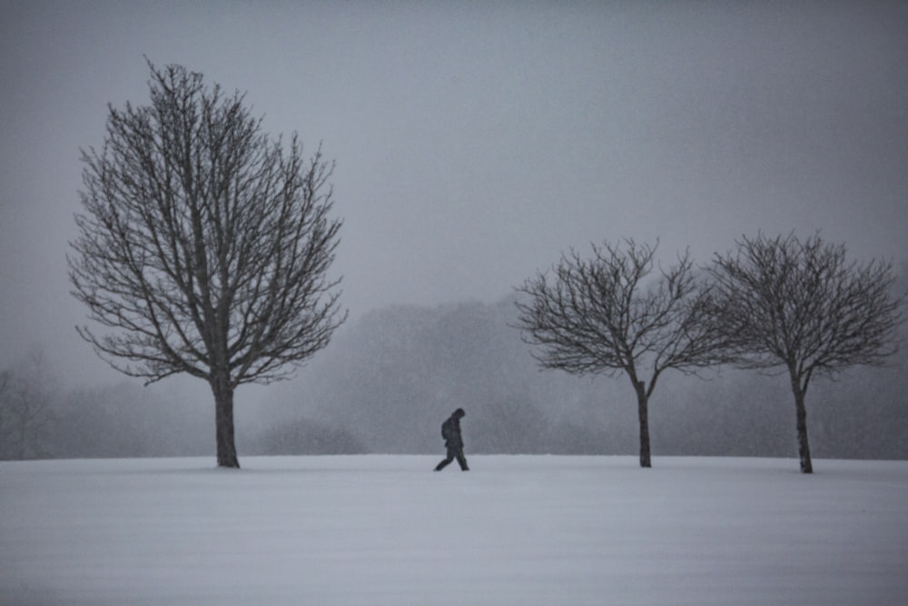 man walking near bare tree