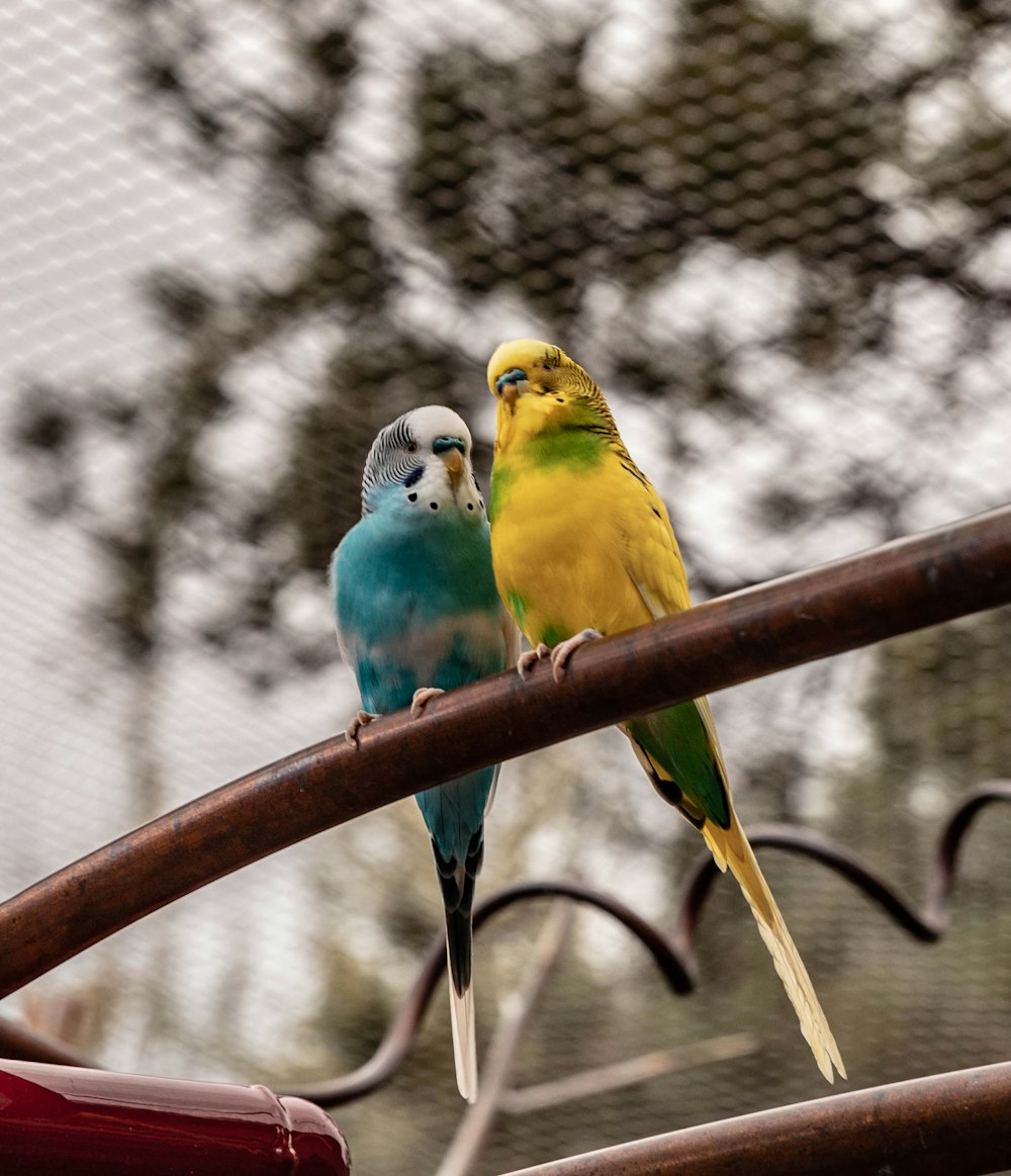 two blue and yellow budgerigars during daytime