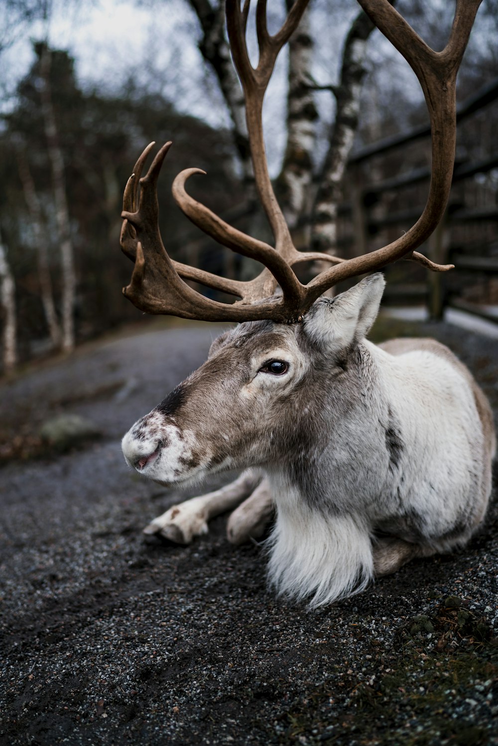 brown moose