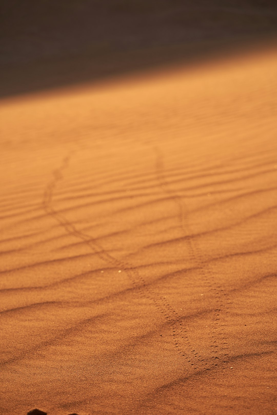 footsteps on desert