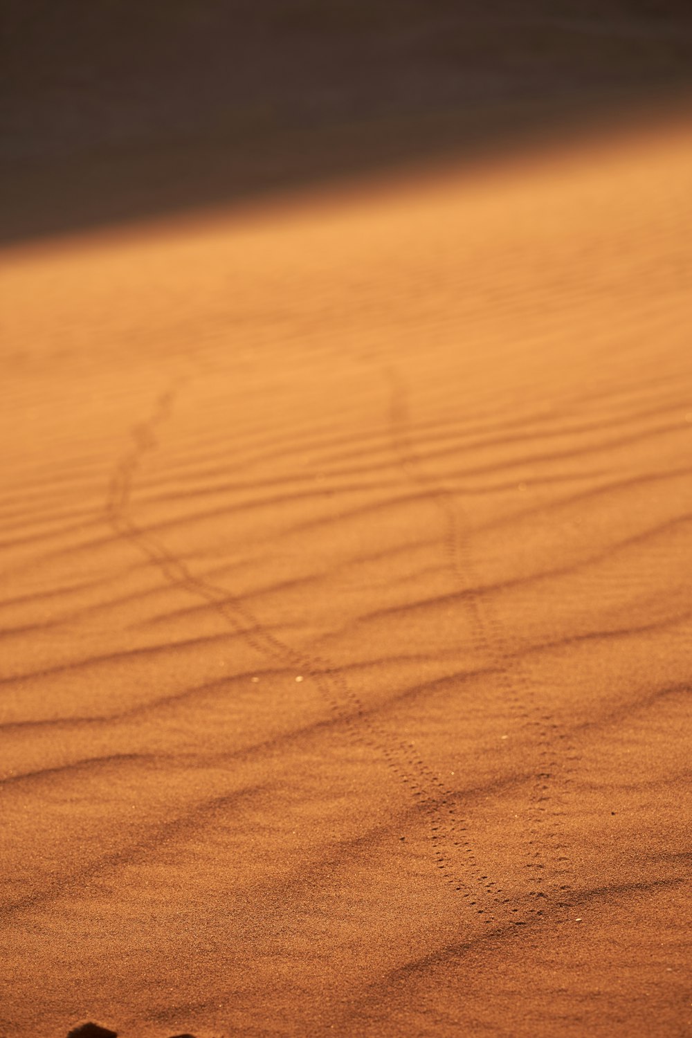 footsteps on desert