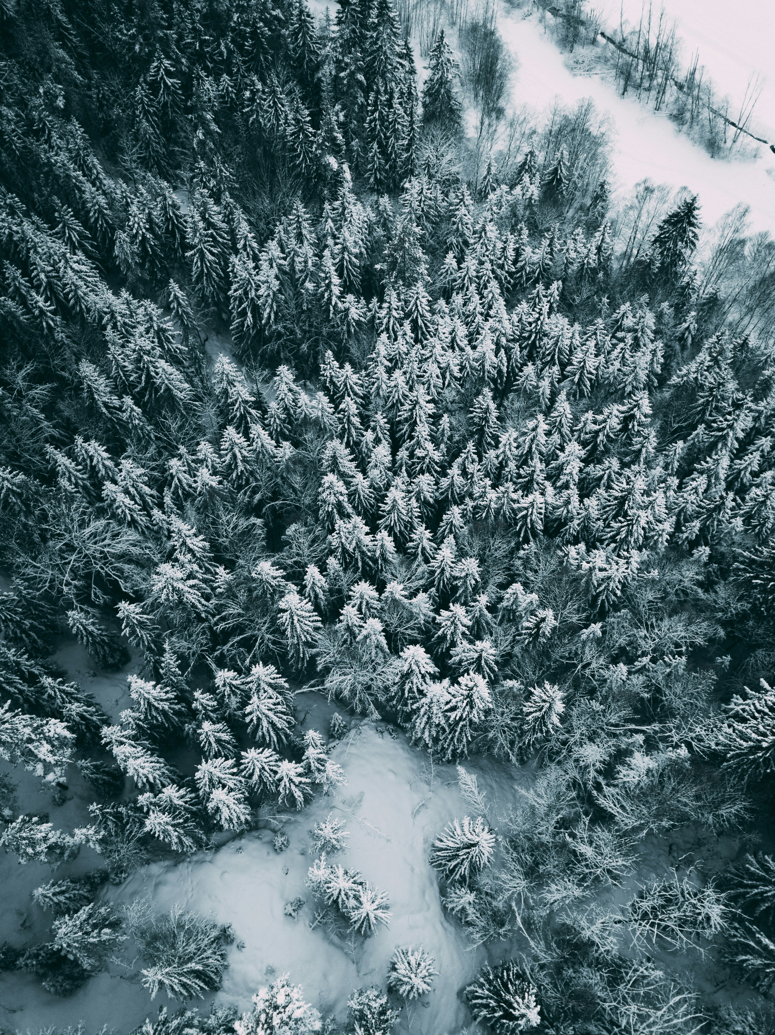 bird's eye view of trees