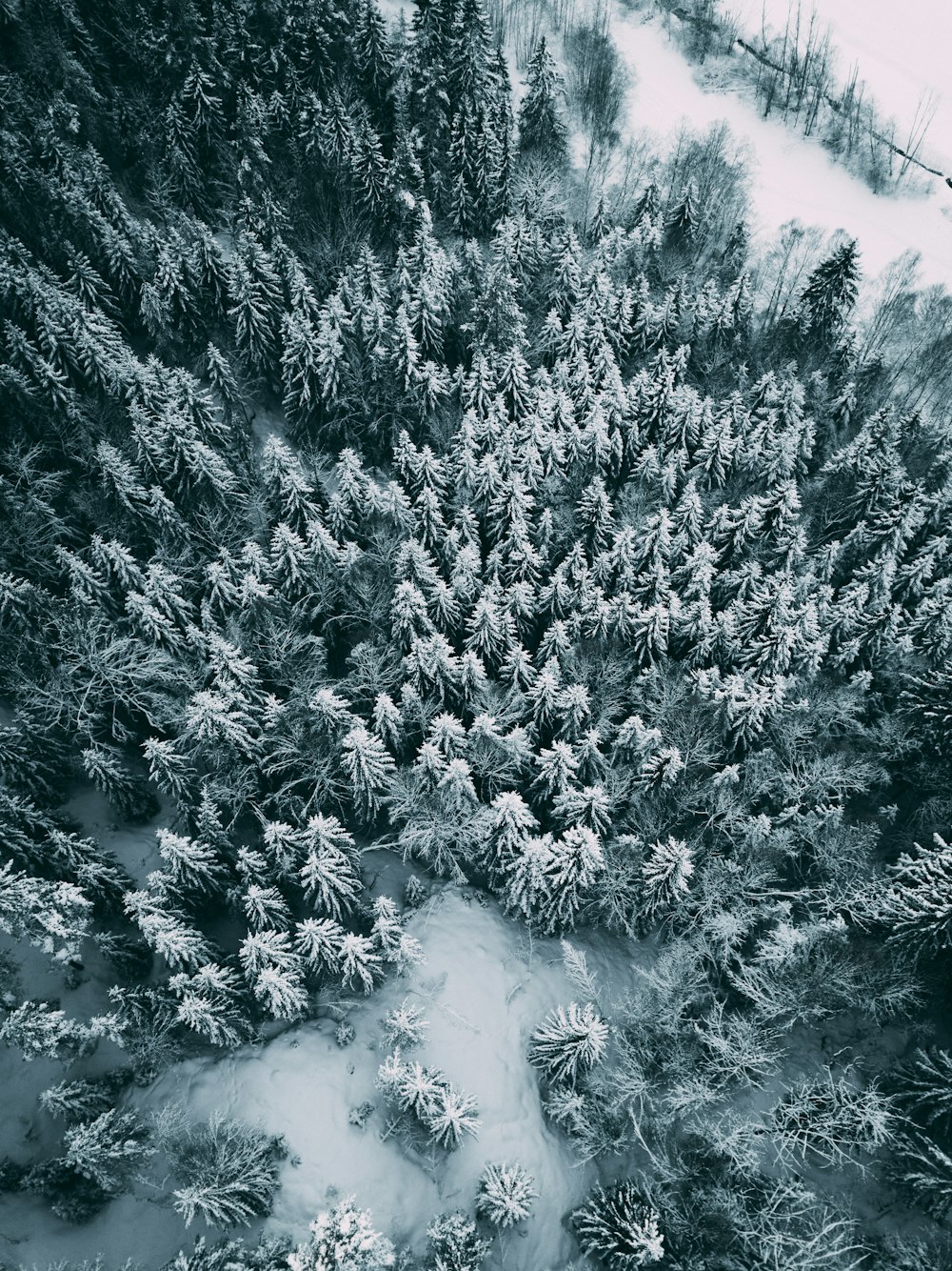 Vue à vol d’oiseau des arbres