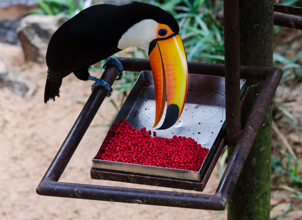 toco toucan perching on metal pipe