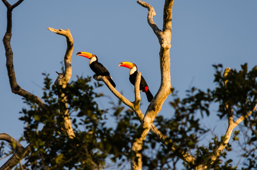 two toco toucans perching on branch