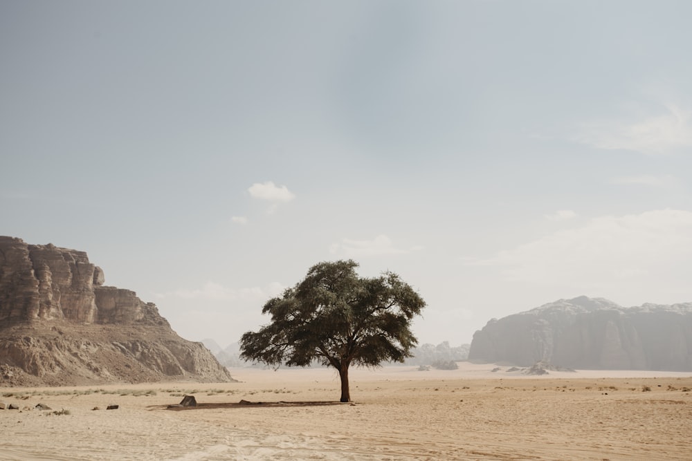 green-leafed tree on desert