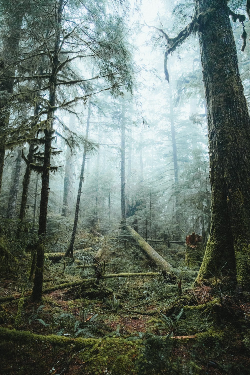 alberi ad alto fusto coperti di nebbia