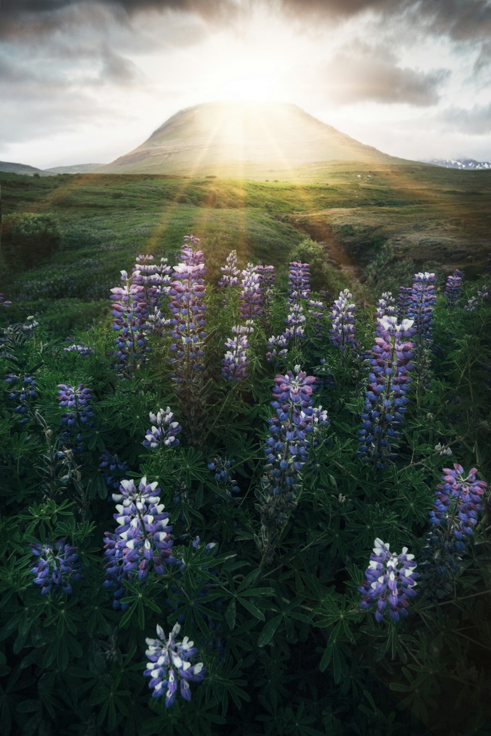 pink and white flowers under sunrise