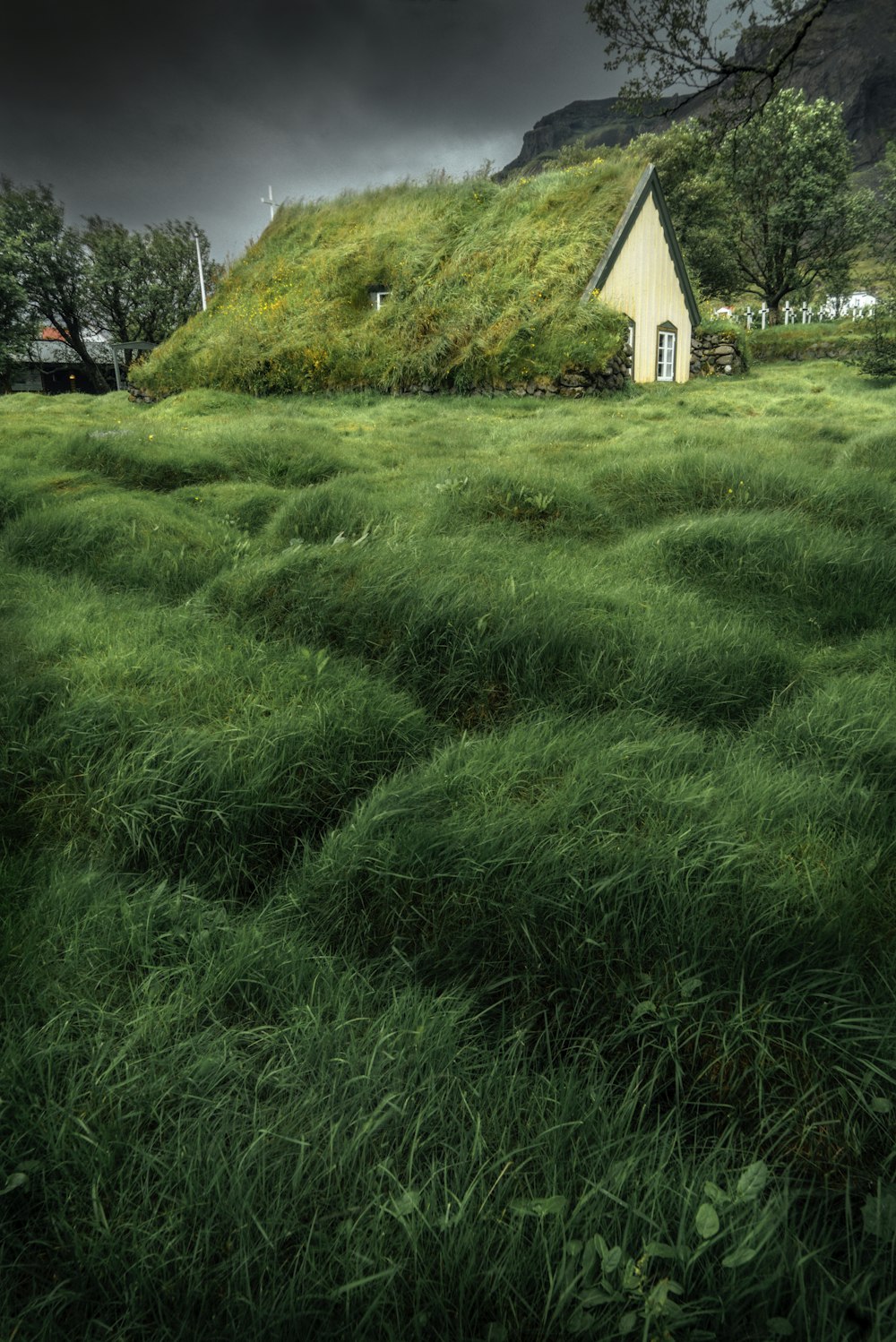 green grass on house roof