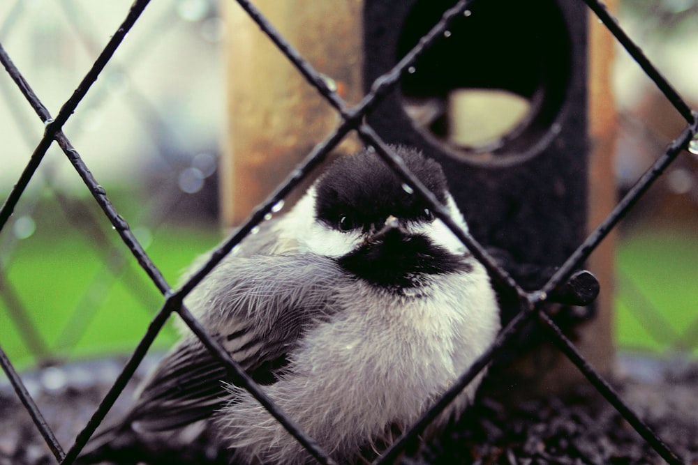 white and black bird