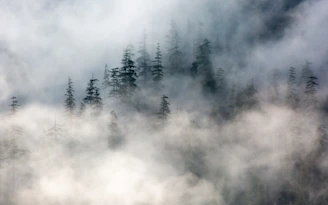mountain covered with fogs