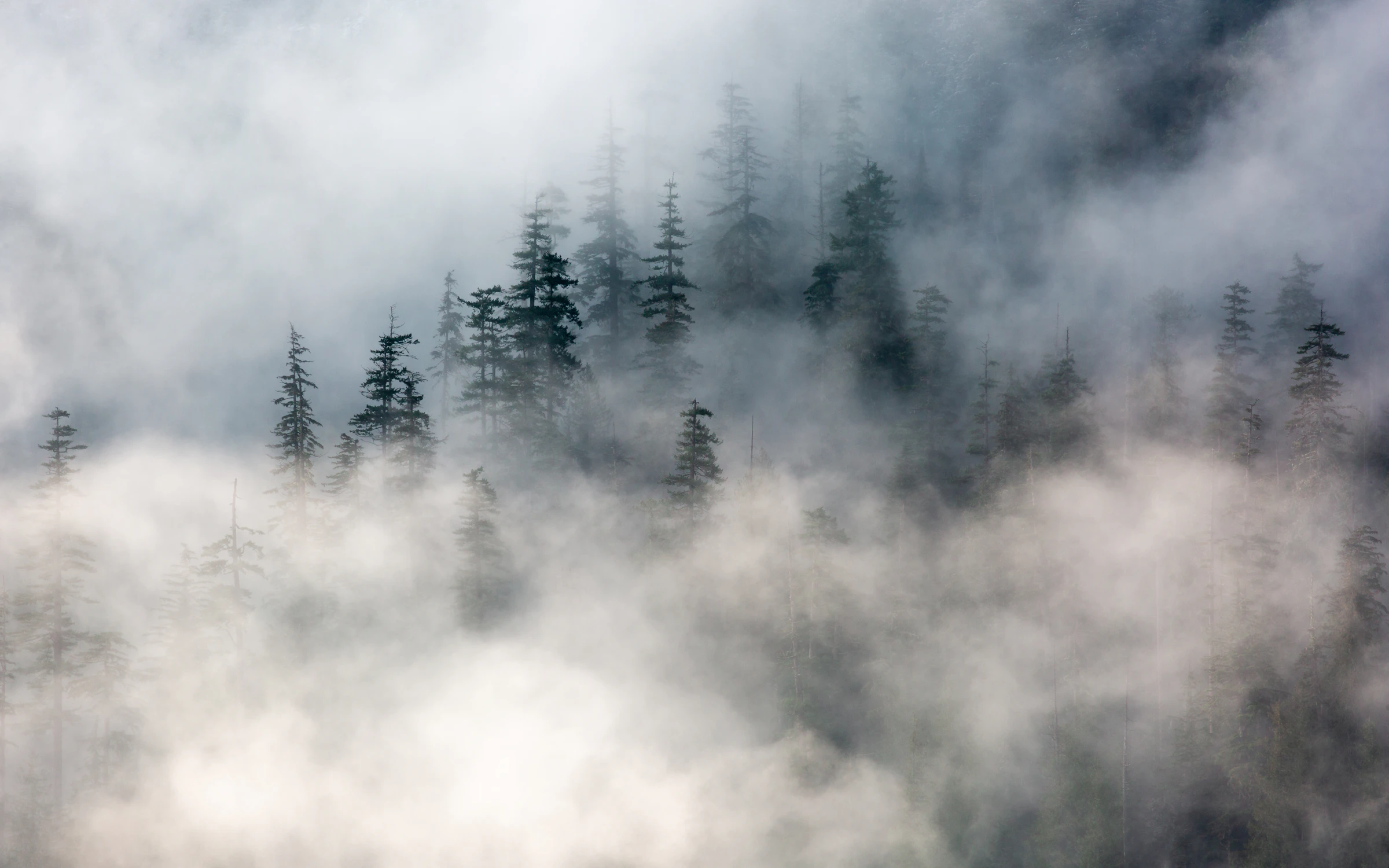 Evergreen forest in fog near North Bend, WA