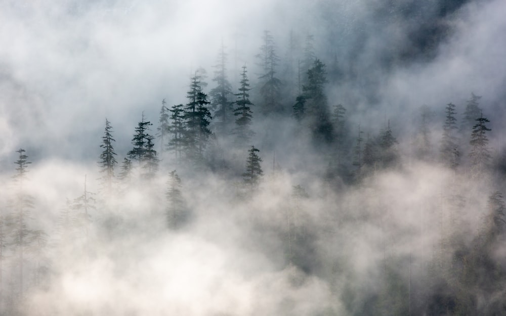 montaña cubierta de nieblas