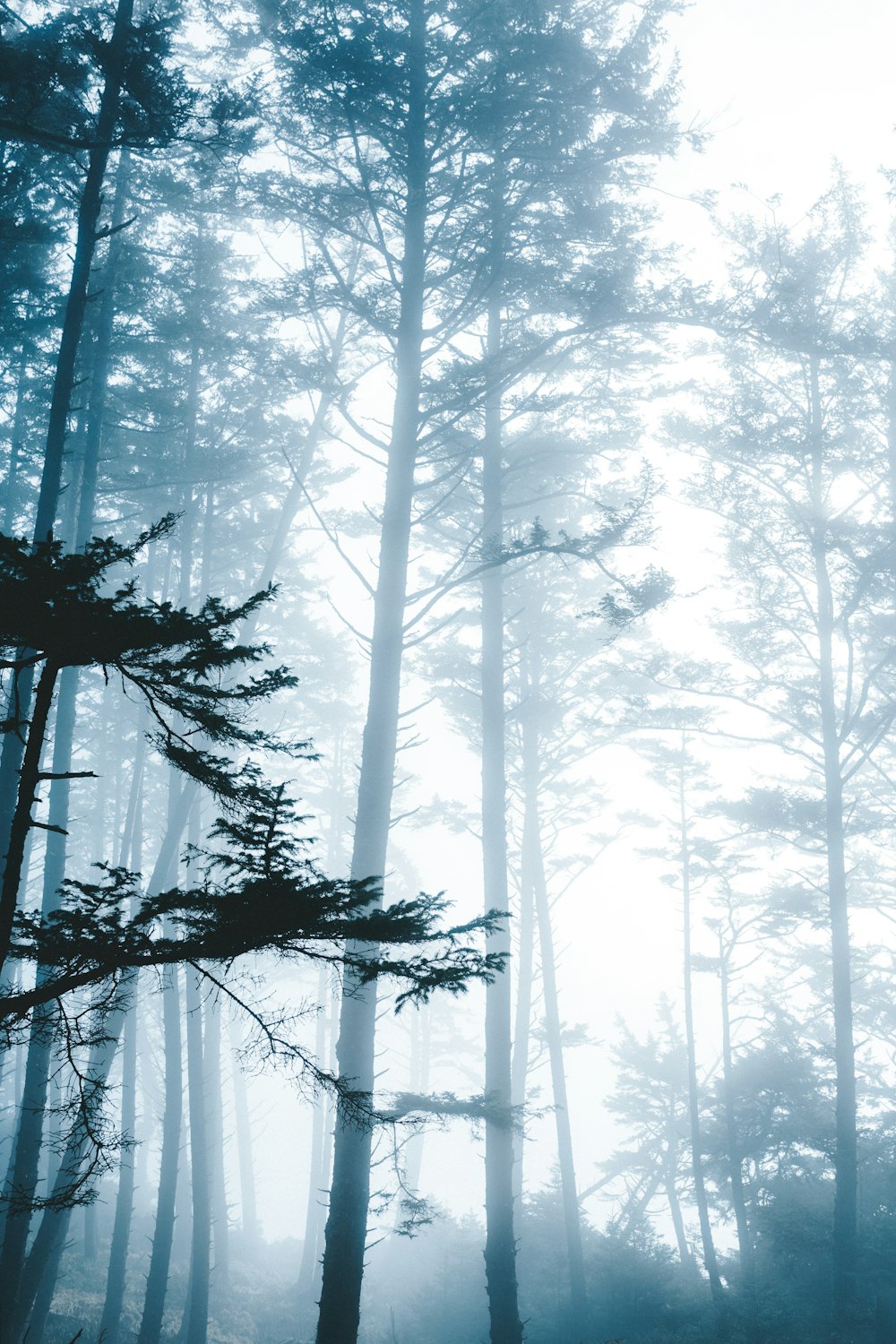 forest under white sky