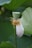 A single lotus seed pod on a stem with surrounding green leaves. The pod is pale green with tiny dots on top, and remnants of yellow stamens are visible. A white lotus petal drapes downwards, accentuating the simplistic beauty of the scene.