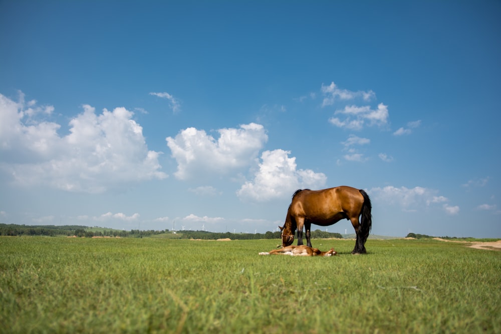 brown horse on green field under blue sky
