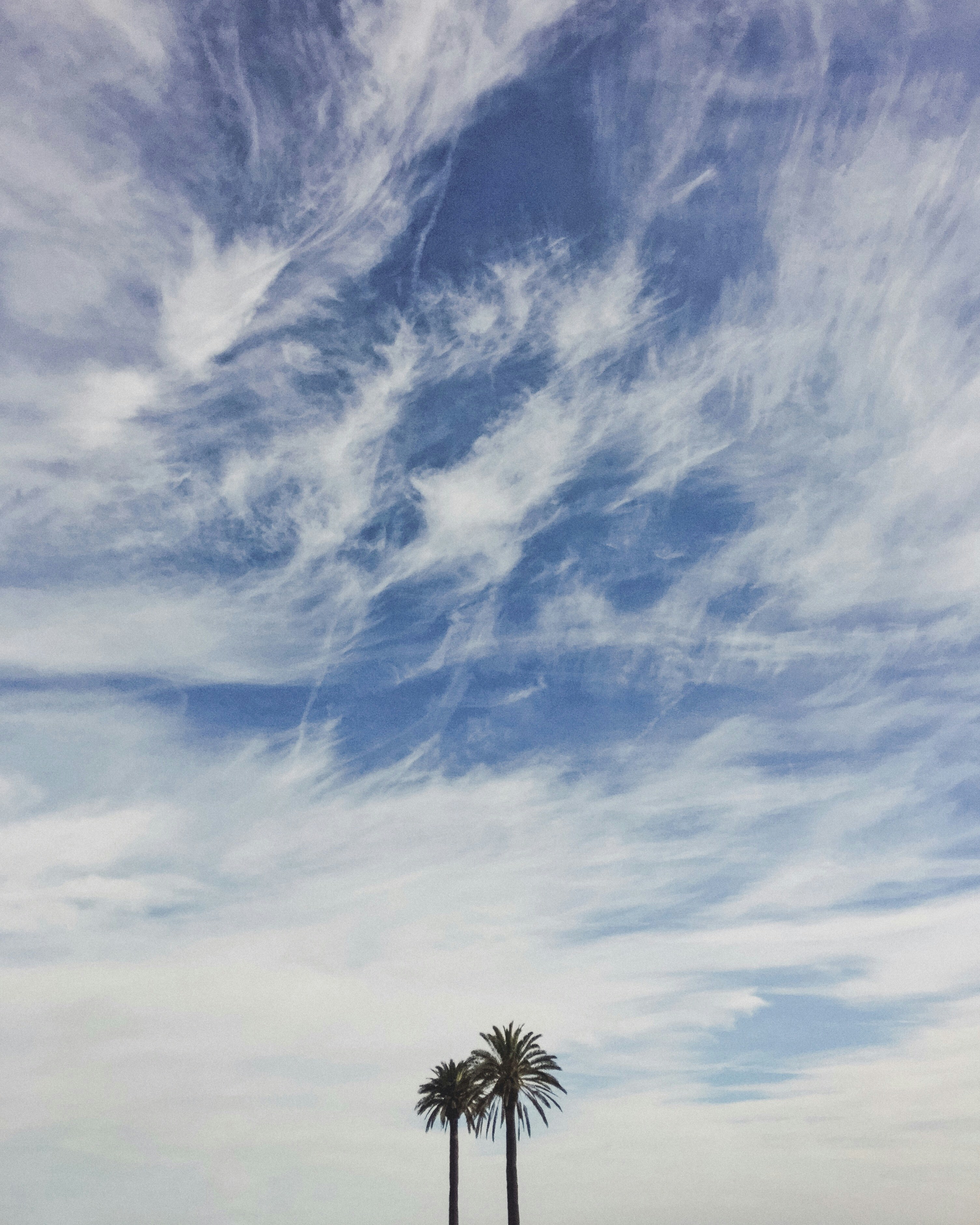 Palme unter weißen Wolken
