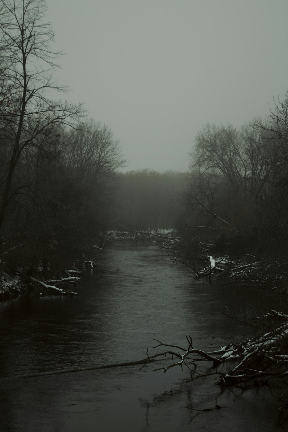 bare trees beside body of waer