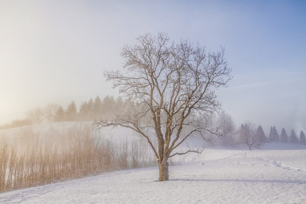 albero spoglio durante il giorno