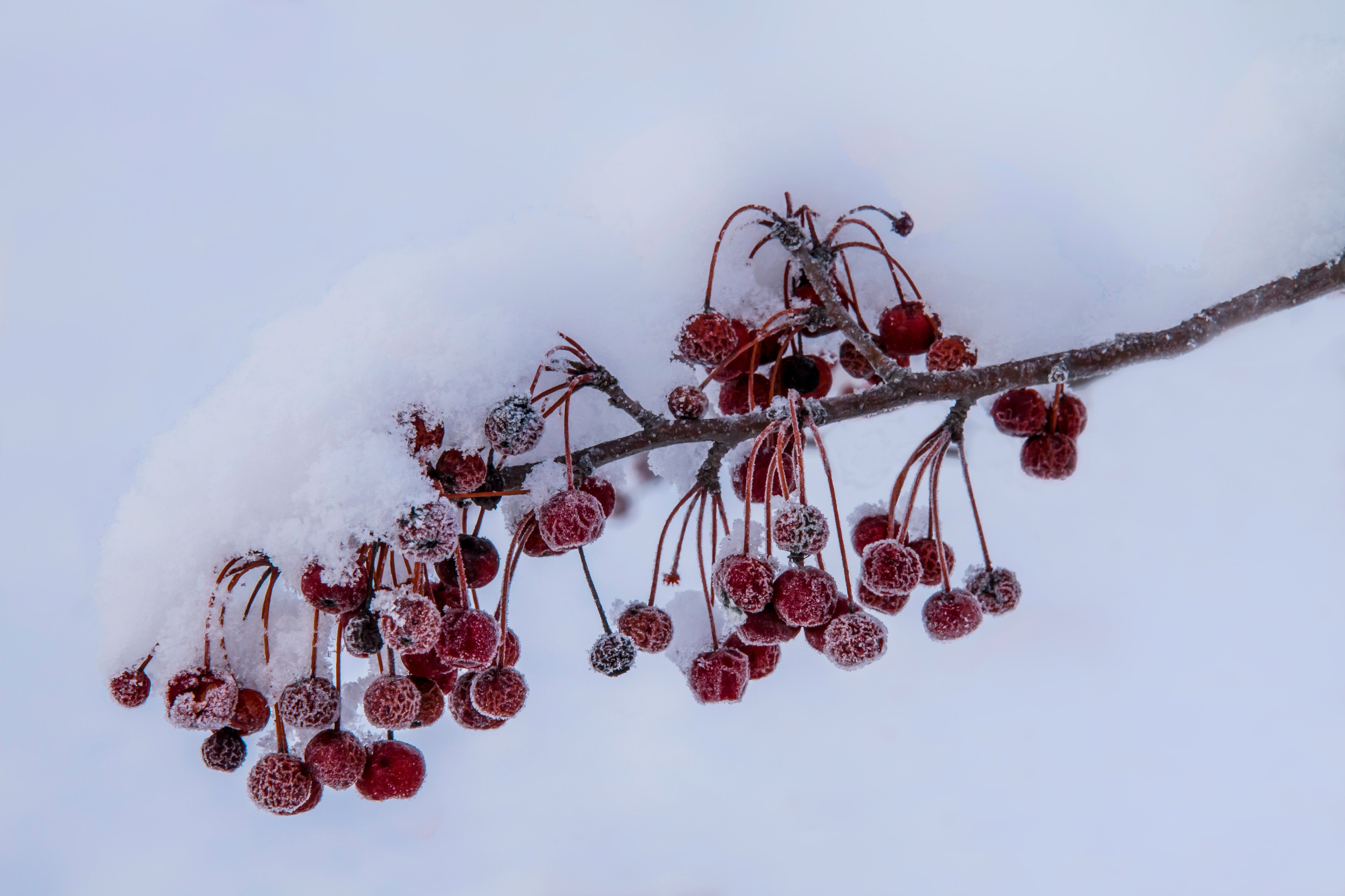 red fruits on snow