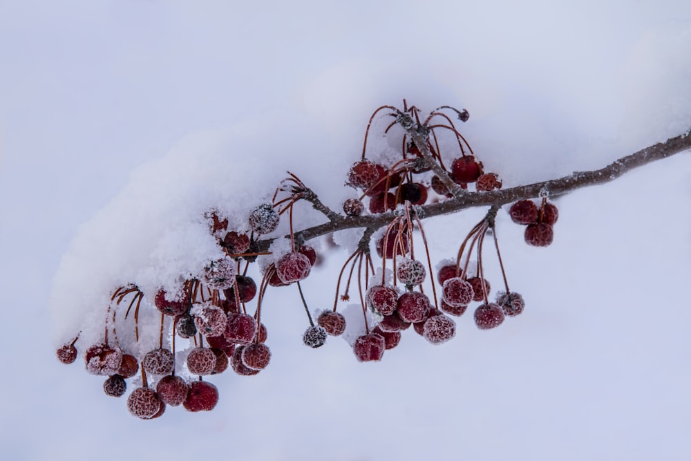 red fruits on snow