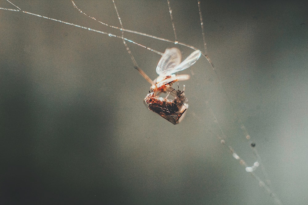 micro photography of flying insect